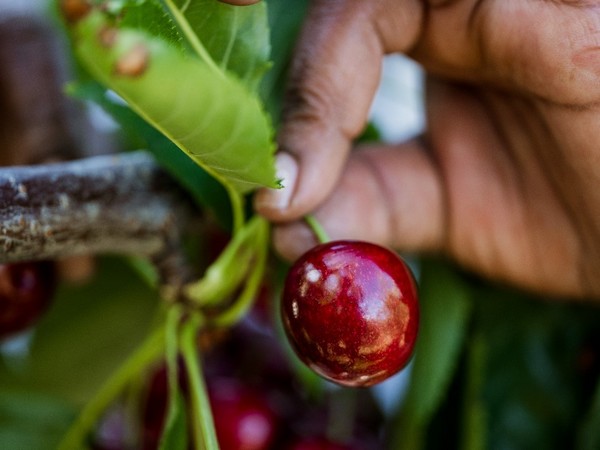 Tasmania's cherries finish on top - Vimarsana News