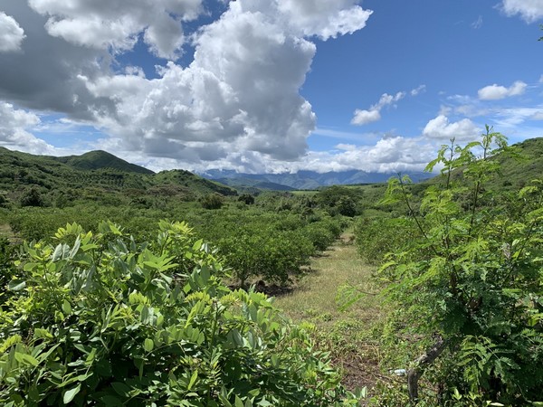 Organic lime project in Colombia gets SPRING certification - Vimarsana News