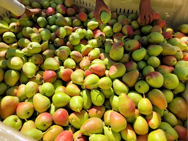 Pears are the buzz of the season - Vimarsana News