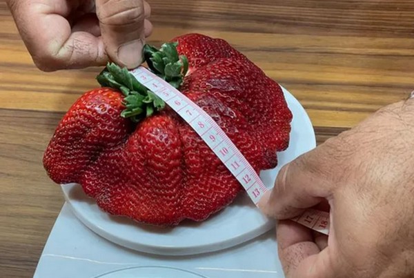 Israeli breeder delighted by world record strawberry - Vimarsana News