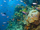 Queensland fruit growers intent on protecting the Great Barrier Reef - Vimarsana News