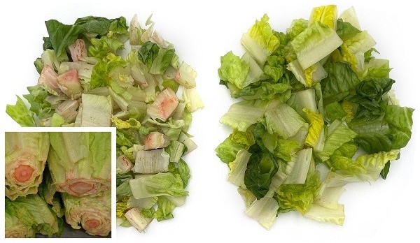 Fresh-cut salad demand drives interest in Food freshly's extended shelf-life solutions - Vimarsana News