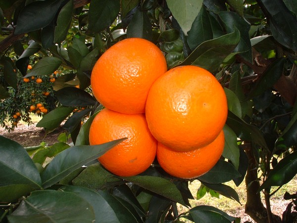 Uruguay navigates shipping cost increases in coming citrus season - Vimarsana News