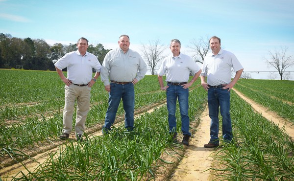 Consistency is the name of the Vidalia onion game - Vimarsana News