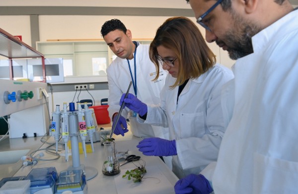IAEA trains Latin American scientists in fighting banana disease - Vimarsana News