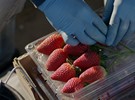 What goes into getting strawberries harvested? - Vimarsana News