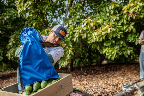Strong start to California avocado season - Vimarsana News