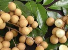 Cambodian officials urge farmers to register for China longan exports - Vimarsana News