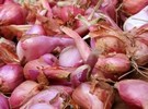 Steps underway to rescue unique Ixil onions from Yucatan - Vimarsana News
