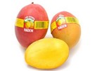 Peak supplies on a variety of Mexican mangoes right now - Vimarsana News