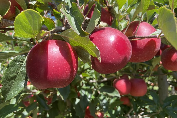 New Crop Fresh Red Gala Apple - China Fresh Apple Red Gala Apple Fruit,  Similar to South Africa Gala