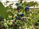 Elite Global Fresh Trading brings high quality UAE blueberries to new international markets - Vimarsana News