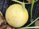 Taiwan Tech mission conducts watermelon and apple melon variety trials in Saint Lucia - Vimarsana News