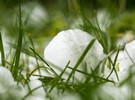 Hailstorm damages 70% of fruit crop in Srinagar - Vimarsana News