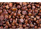 Mason County becomes largest chestnut planting site in U. S. - Vimarsana News