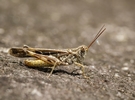 Worst locust infestation in 25 years hits Eastern Cape - Vimarsana News
