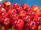 Pink Lady and Sundowner-Joya apple creator passes away at 95 - Vimarsana News