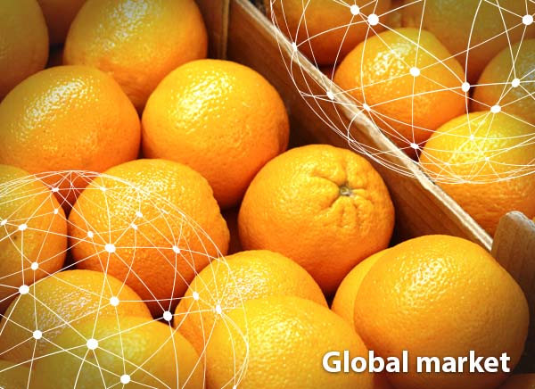 Export Chinese Fresh Sweet Mini Mandarin Orange - China Orange, Mandarin  Oranges