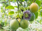 Mississippi State survey sets out to increase passion fruit farms - Vimarsana News