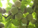 Vietnam: Son La plums entering main crop season - Vimarsana News