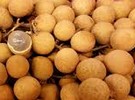 Vietnamese sector finalizes procedures to export longan to Japan - Vimarsana News
