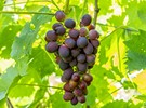 Downward adjustment for Mexican table grape production - Vimarsana News