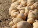 UK industry united to tackle wireworm damage - Vimarsana News