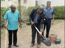 Jamaican Agriculture Ministry plants 2,000 fruit trees to increase bee populations - Vimarsana News