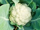 Chinese cauliflower seeds are blooming in Pakistan - Vimarsana News