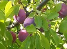 2022 prunes harvest in Chile ended with good volumes and quality - Vimarsana News