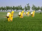Adequate pesticide reduction policies are essential for food security - Vimarsana News