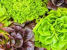 SmartWash Boost pretreatment eliminates 99.5% of pathogens before produce reaches wash lines - Vimarsana News