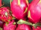 Brazil: Santa Catarina pitaya harvest 75% higher than last year - Vimarsana News