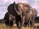 Stray elephants destroy acres of crops in Nwoya District, Uganda - Vimarsana News