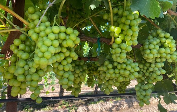 Organic Grape Supplies Transition to San Joaquin Valley