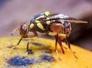 Mexican fruit fly quarantine in portion of San Diego county - Vimarsana News