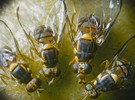 Oriental Fruit Fly quarantine in portion of Los Angeles County - Vimarsana News