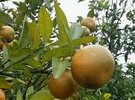 Los Angeles County backyard trees need to be checked for HLB - Vimarsana News