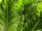 Canadian Food Inspection Agency announces fall 2022 import requirements for US romaine lettuce - Vimarsana News