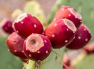 Lebanese prickly pear production might reach 12,000 tons - Vimarsana News