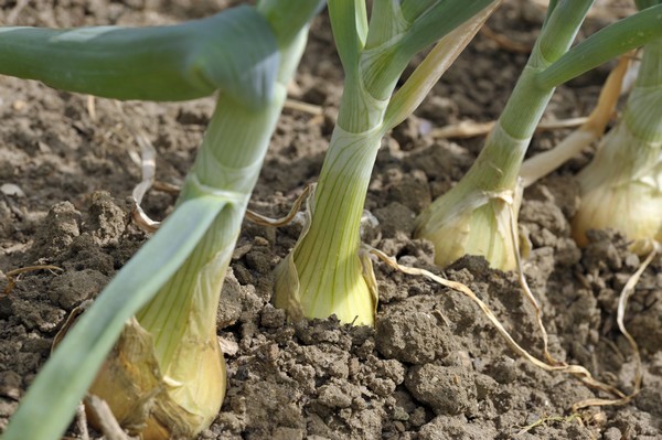 "We are already predicting lower yields, a reduction of 20-25%" - Vimarsana News