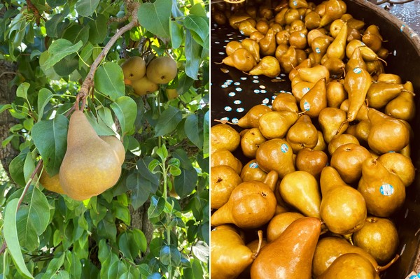 Cannery pressure keeping California pear pricing strong - Vimarsana News