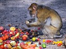 Thai fruit farms to get 'monkey free' label - Vimarsana News