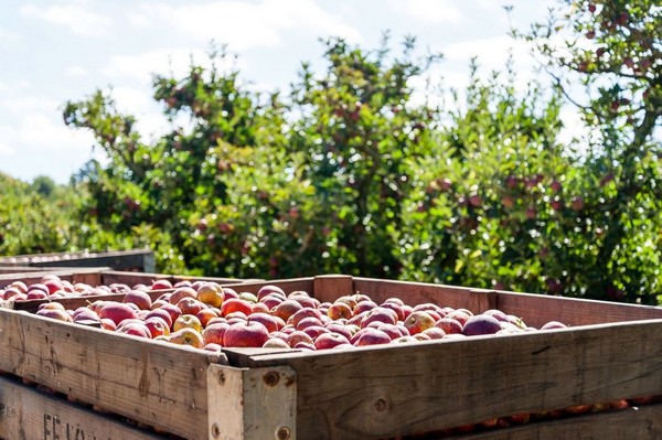 India approves in-transit cold treatment for South African apples and pears - Vimarsana News