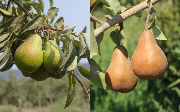 Fresh Pears, Starkrimson Organic