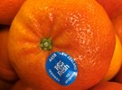 New mandarin variety arrives for T&G Fresh - Vimarsana News