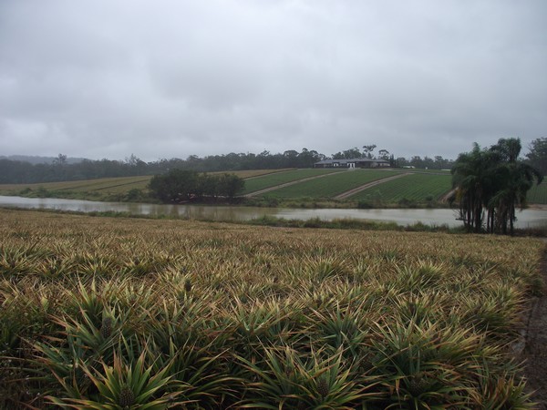 Queensland's locally bred pineapple varieties providing strong returns for growers - Vimarsana News