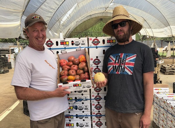 Flush of organic Heirloom tomatoes is short term - Vimarsana News