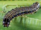 Flavonoids from sorghum plants kill fall armyworm pest on corn - Vimarsana News