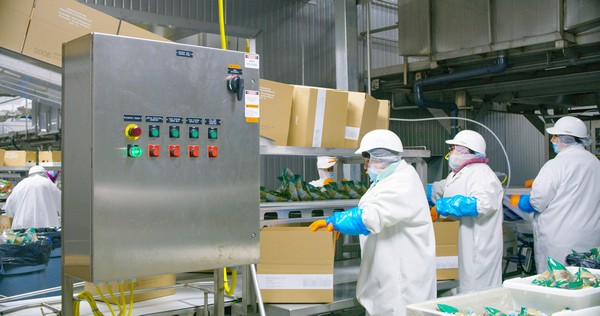 Mann Packing fully integrated as Fresh Del Monte's vegetable division - Vimarsana News